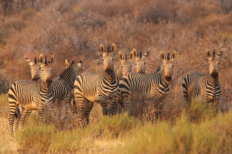 Safari Landscape